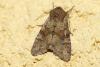 Apamea sordens
